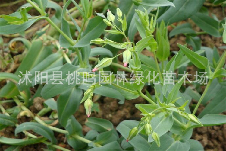 批发王不留种子 禁宫花 剪金花 金剪刀草 道灌草 兔儿草种子