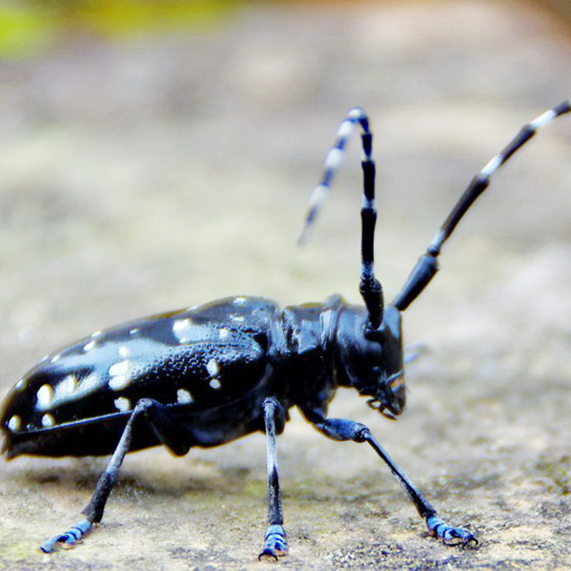 光肩星天牛anoplophoraglabripennis林木害虫引诱剂天牛诱芯