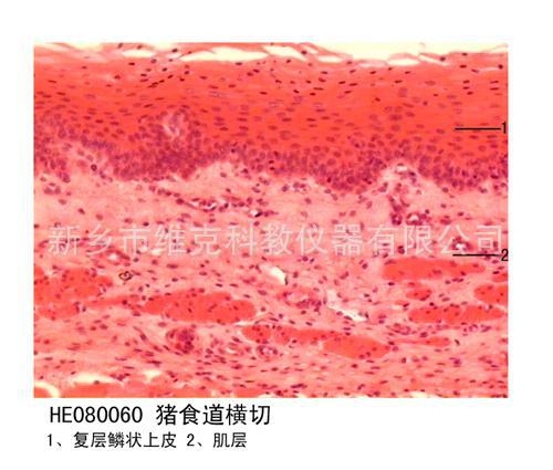 食管横切 组织学与胚胎学 消化系统 动植物切片标本 显微镜玻片