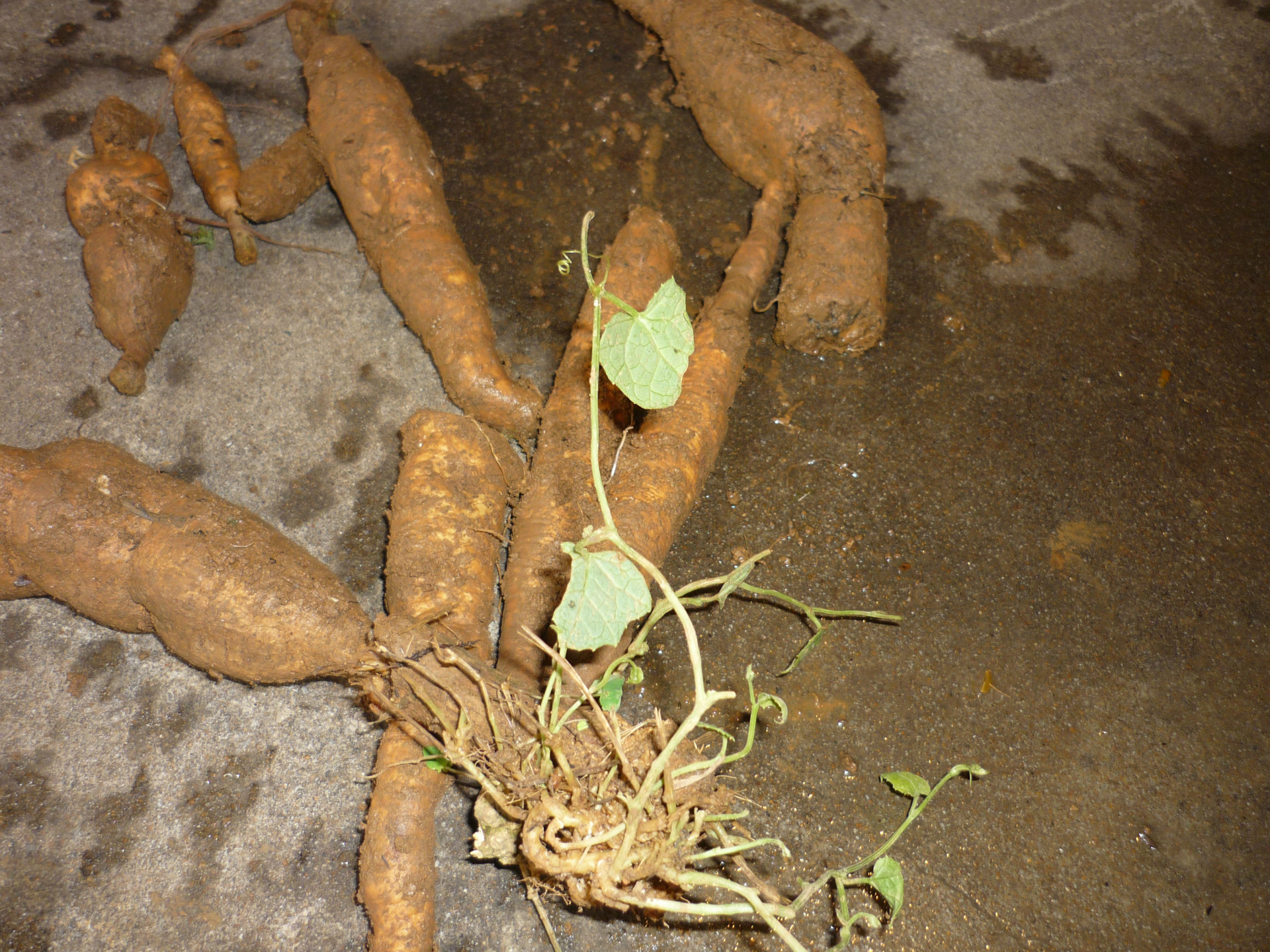 特色品种红参果红蜜果红参果苗厂家批发厂家