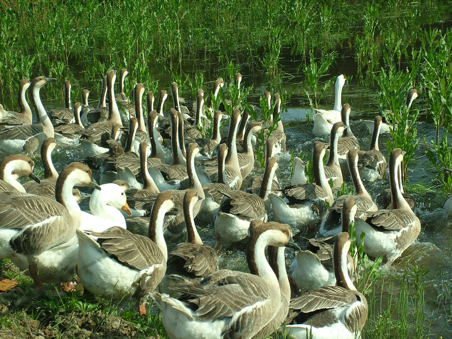 厂家**大量大雁 大雁特种珍禽 安全绿色大雁肉