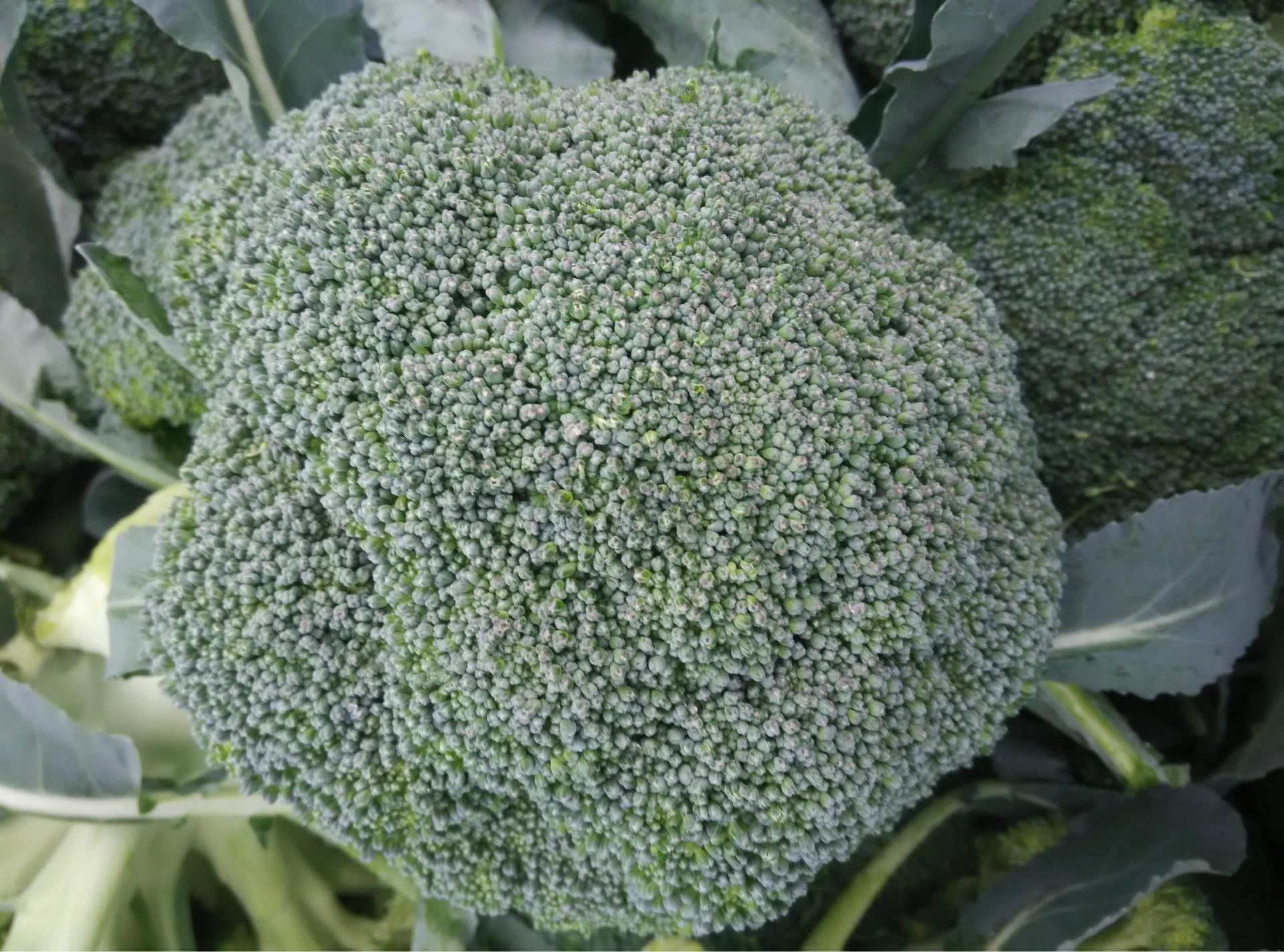 娃娃菜花菜大量供应本年度新上市优质脱水西兰花供应脱水蔬菜(图) ad