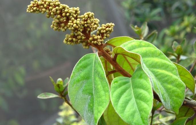 包公藤提取物 丁公藤提取物 森冉生物 厂家热销