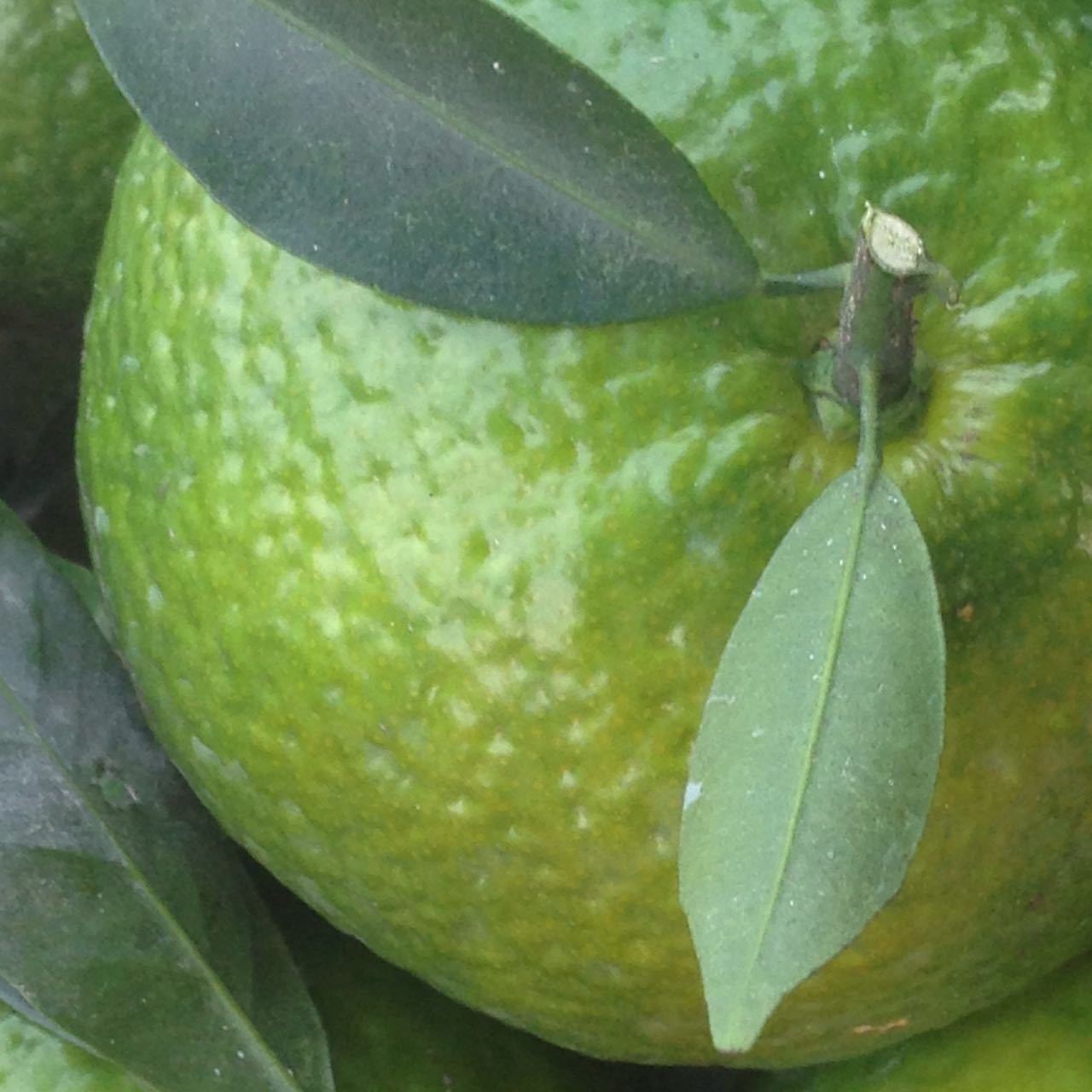 新会柑现场采摘/100%正宗原产地/新鲜陈皮柑/一年陈皮120元/斤