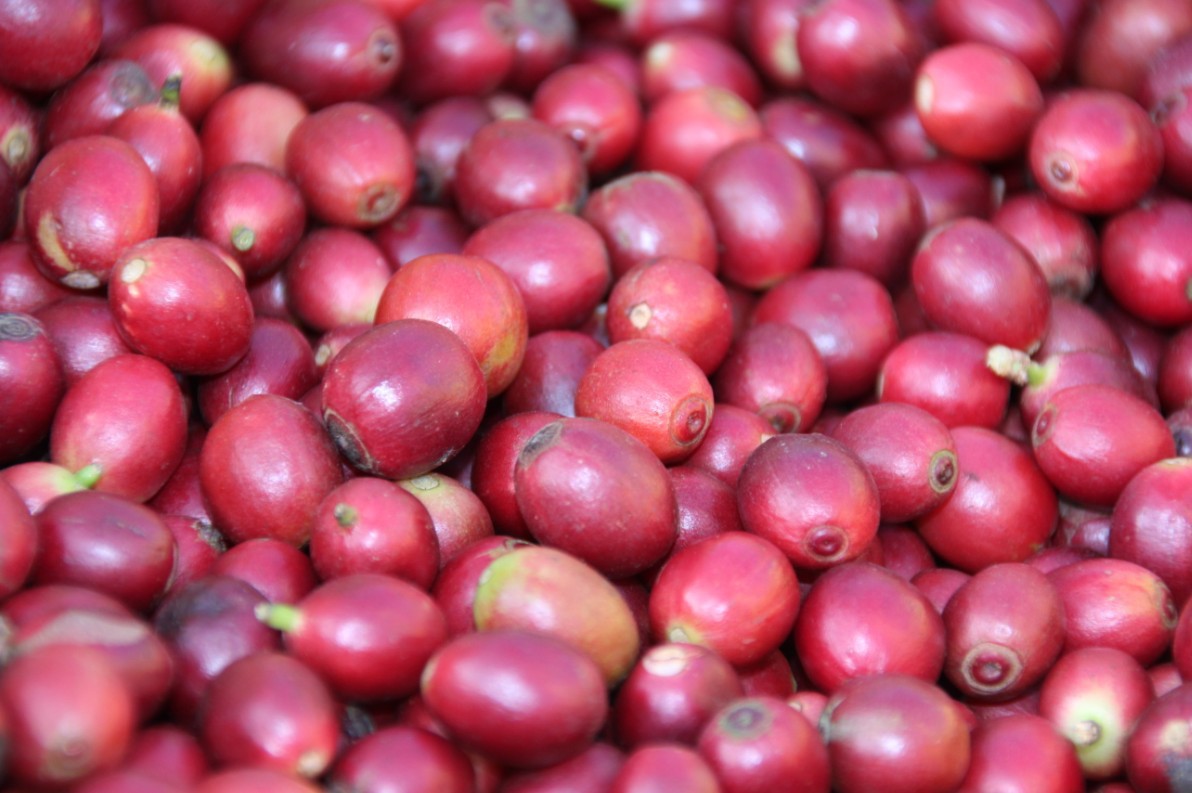 咖啡豆 罗布斯塔18目, 水洗抛光,云南出口内销生产加工厂