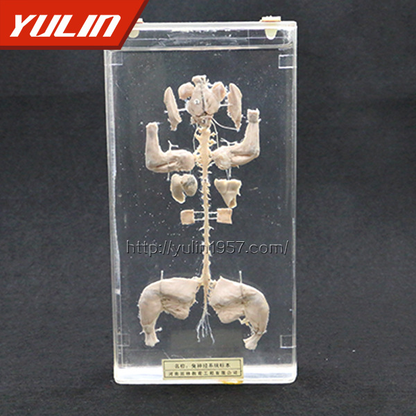 兔神经系统浸制标本1