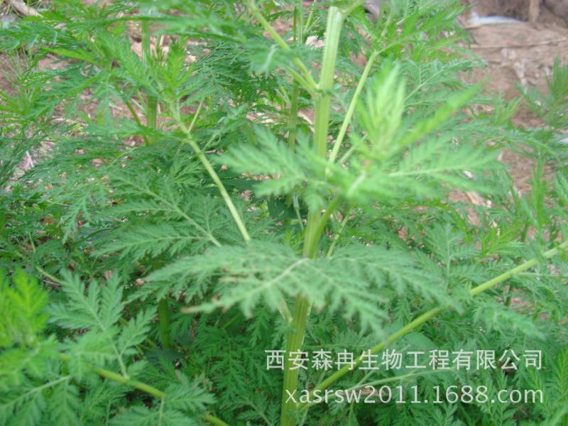 青蒿粉青蒿浓缩粉青蒿提取物粉