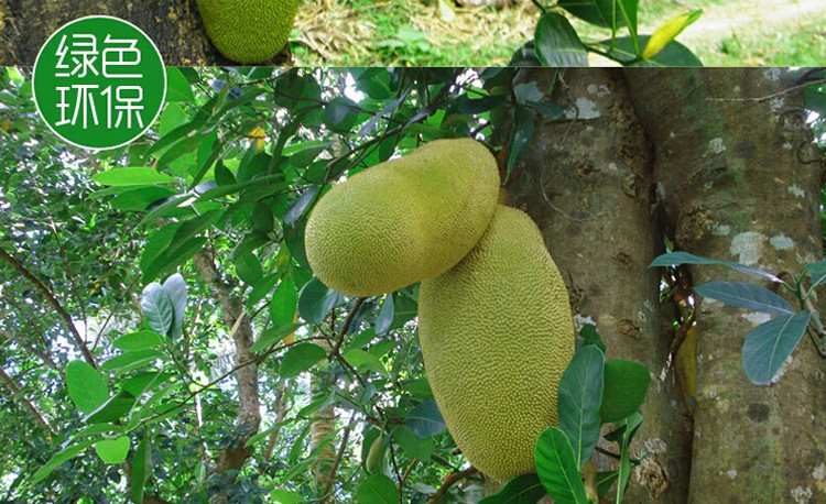 海南菠萝蜜_三亚新鲜菠萝蜜 马来一号新鲜木菠