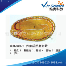 荠菜老胚切片  植物学类 动植物切片 生物教学器材 显微镜用具