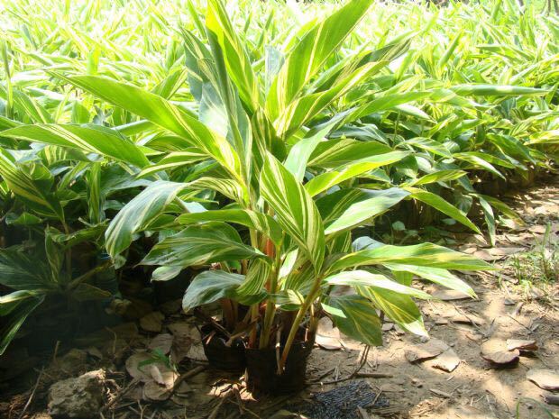 供应 优质绿色植物园林盆栽花叶连姜批发 各种绿色苗木花木