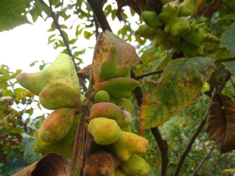 五倍子提取物/盐肤木提取物/山梧桐 森冉生物厂家直销