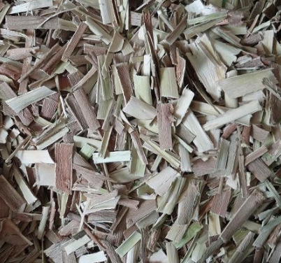 乡下农村有机肥料种植的天然原生态辣木树皮 供应辣木叶花原材料