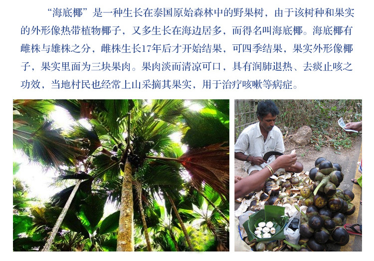 海底椰双杏川贝母汤 干货特产 1件起批