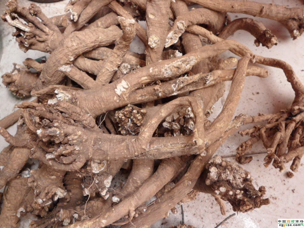 银胡提取物银柴胡提取物101森冉生物