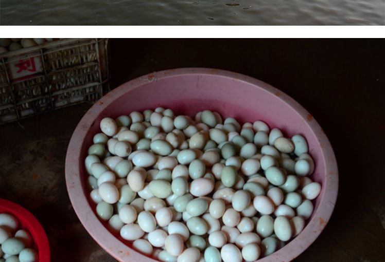 供应鸭蛋厂家批发新鲜鸭蛋特大鸭蛋土鸭蛋农场散养鸭蛋量大优