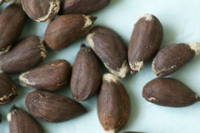 棉种色选机,色选分色选色率高棉籽棉花种子棉种色选机