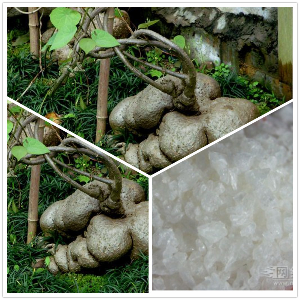 左旋四氢巴马汀/罗痛定98% 千金藤提取物 cas:10097-84-4厂家包邮