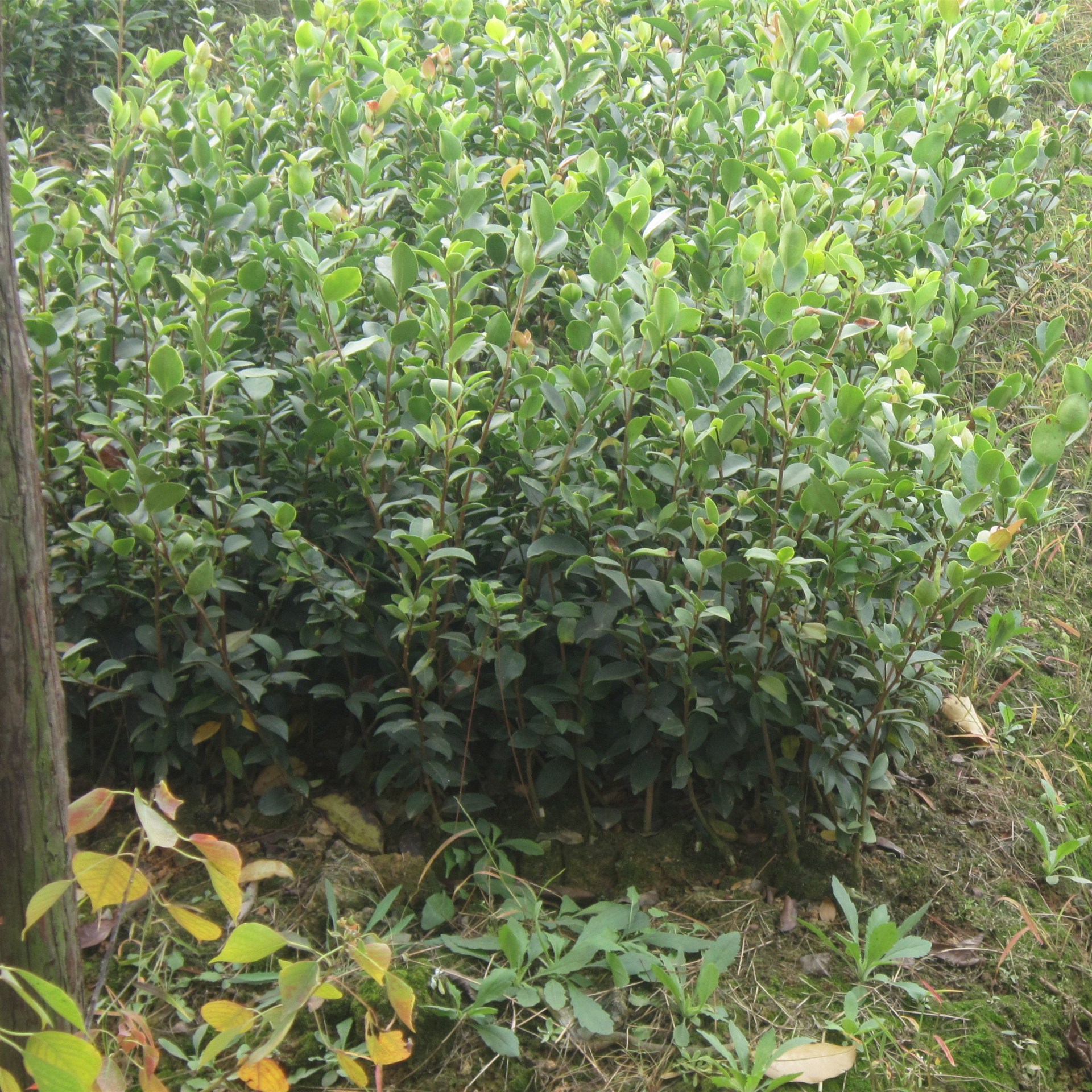 两年生油茶容器苗