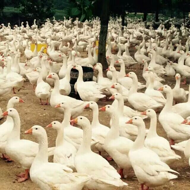 霍尔多巴吉白鹅五年种鹅