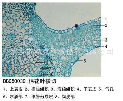工厂直销 毛竹叶横切 叶及叶的变态 生物切片显微镜教学玻片标本