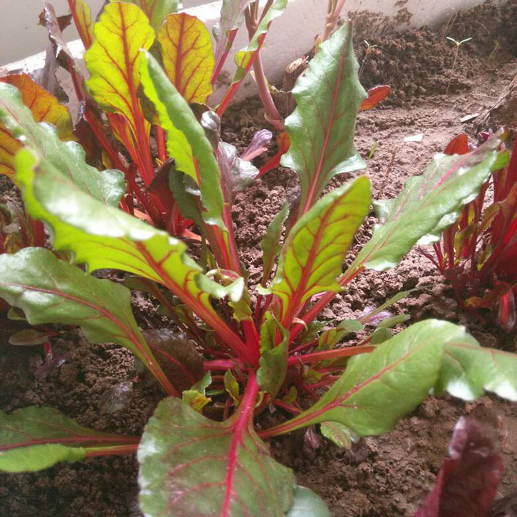 牛皮菜红梗菜叶用红甜菜种子批发奇趣蔬菜种子夏季种样子20克