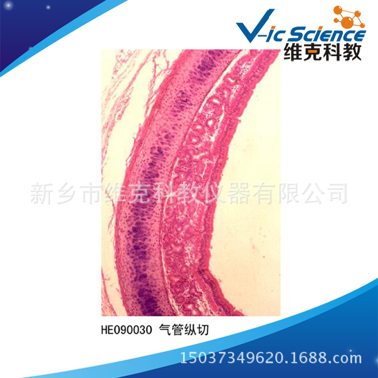 气管纵切 组织学与胚胎学 呼吸系统 动植物切片标本 显微镜玻片