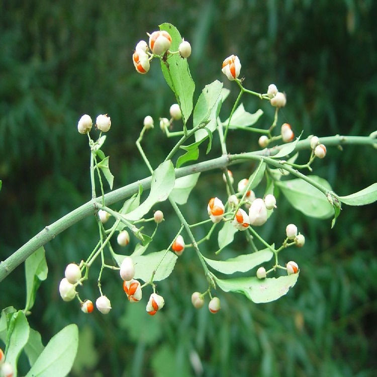 绿化工程苗大小叶扶芳藤价格优惠欢迎选购