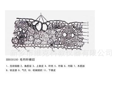 工厂直销 毛竹叶横切 叶及叶的变态 生物切片显微镜教学玻片标本