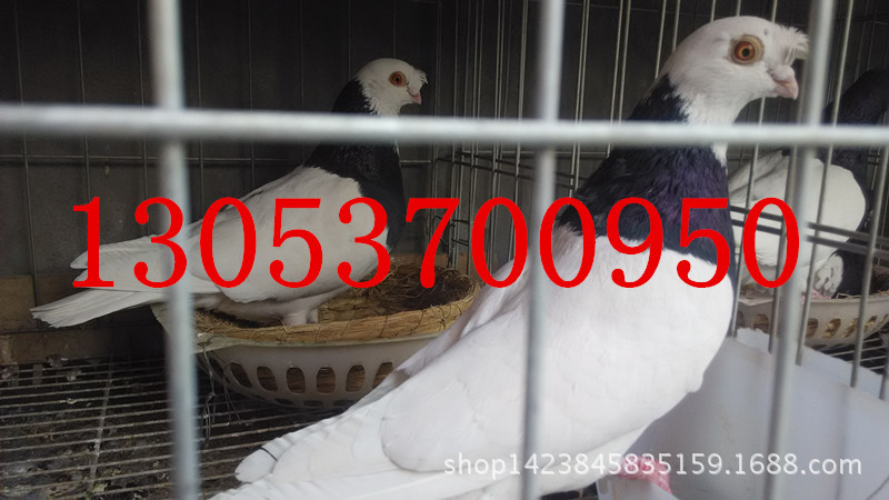 墨环鸽子图片 紫环鸽子一对多少钱?墨环观赏鸽种鸽养殖场