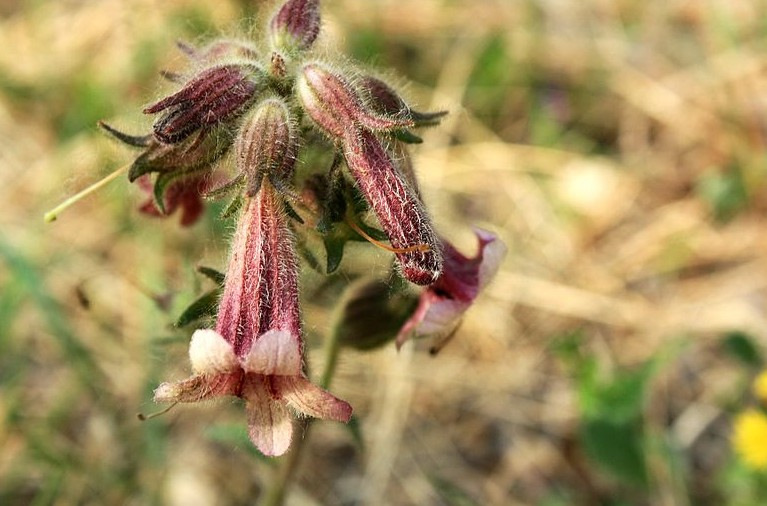 梓醇 天然地黄提取 西北厂家现货直销 99%梓醇