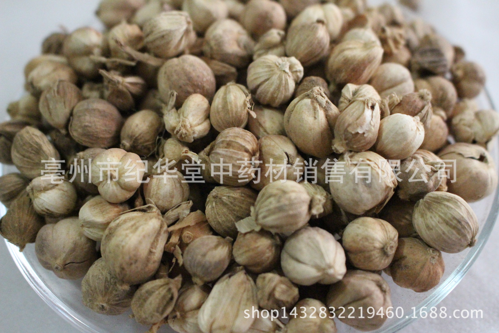 批发中药材 白豆蔻 白蔻 白豆蔻粉 中药材白豆蔻 散装白豆蔻