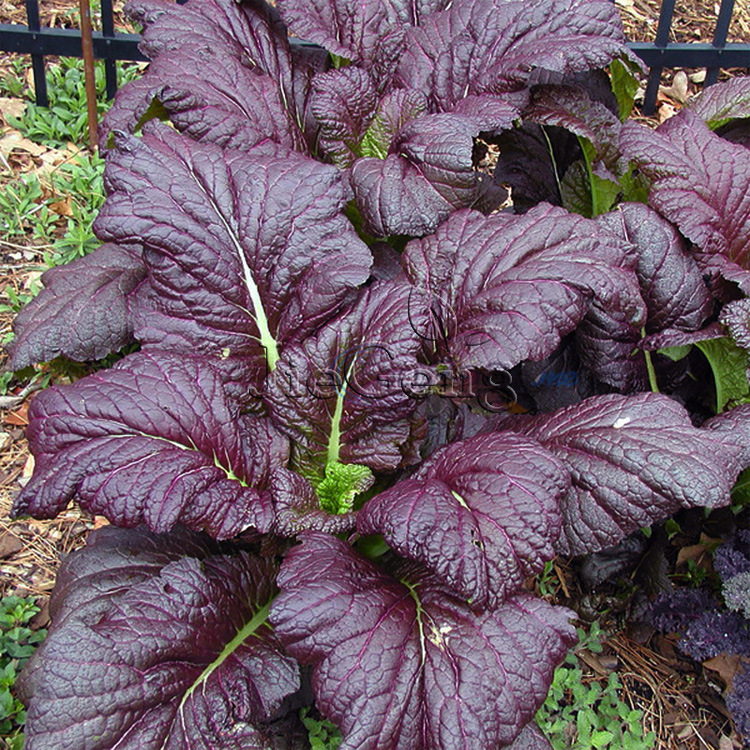 红叶芥菜种子 大叶芥菜 芥末菜 耐热耐寒mustard 进口蔬菜种特菜