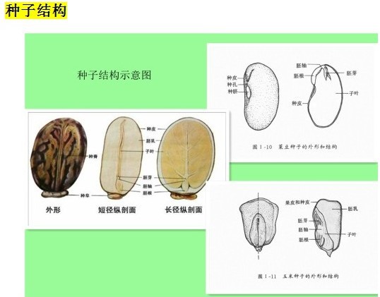 丁香花的结构部位图片