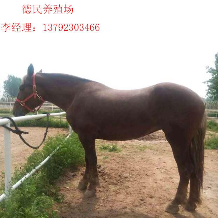 河北大型专业矮马养殖场纯种广西德保矮马