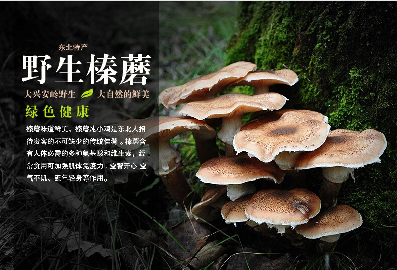 东北特产榛蘑菇干货山珍野生榛蘑 小鸡炖蘑菇山货 500