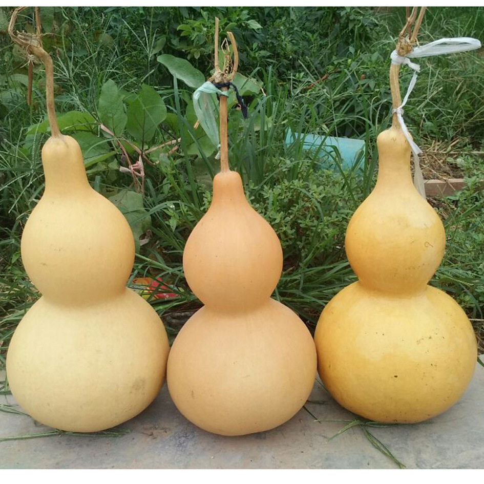 聊城市东昌府区梁水镇阳阳葫芦销售部