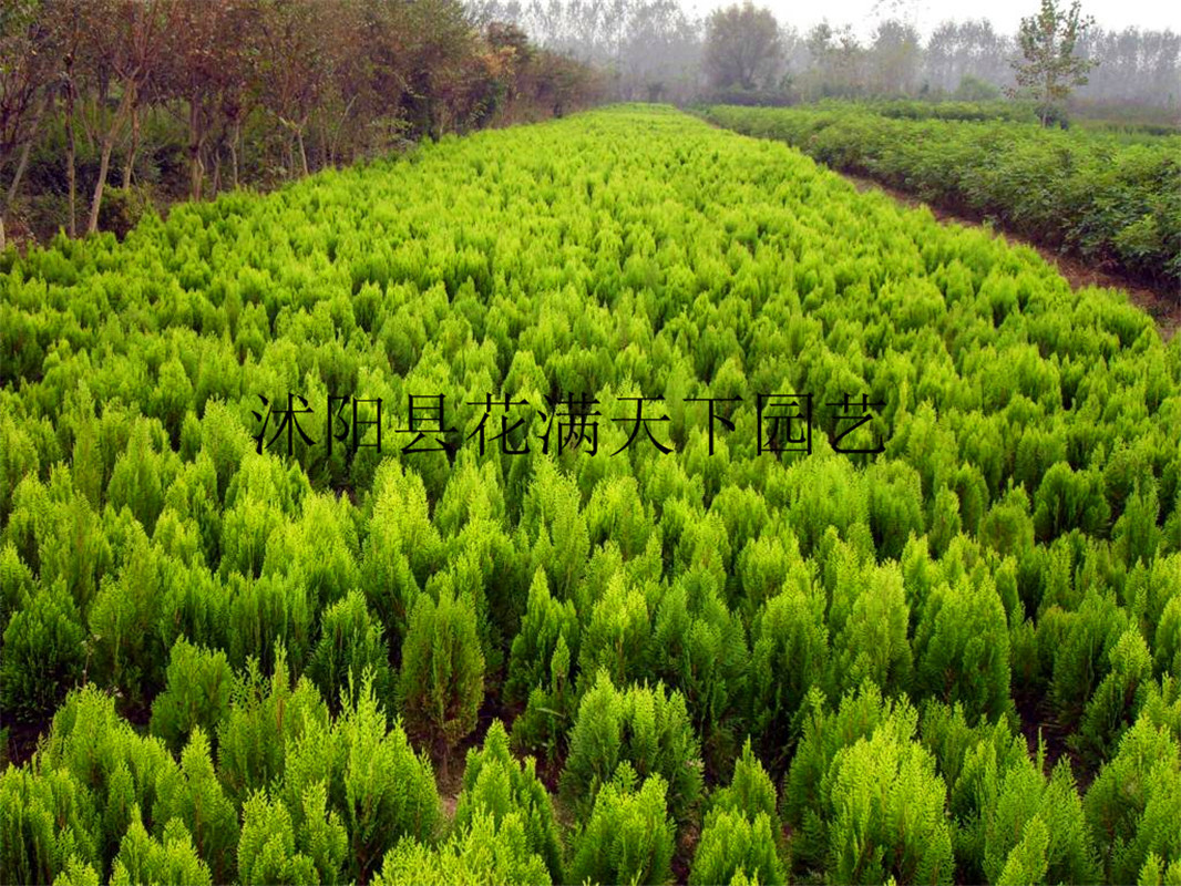 直销供应庭院苗木绿化工程洒金柏大小苗彩色灌木洒金柏