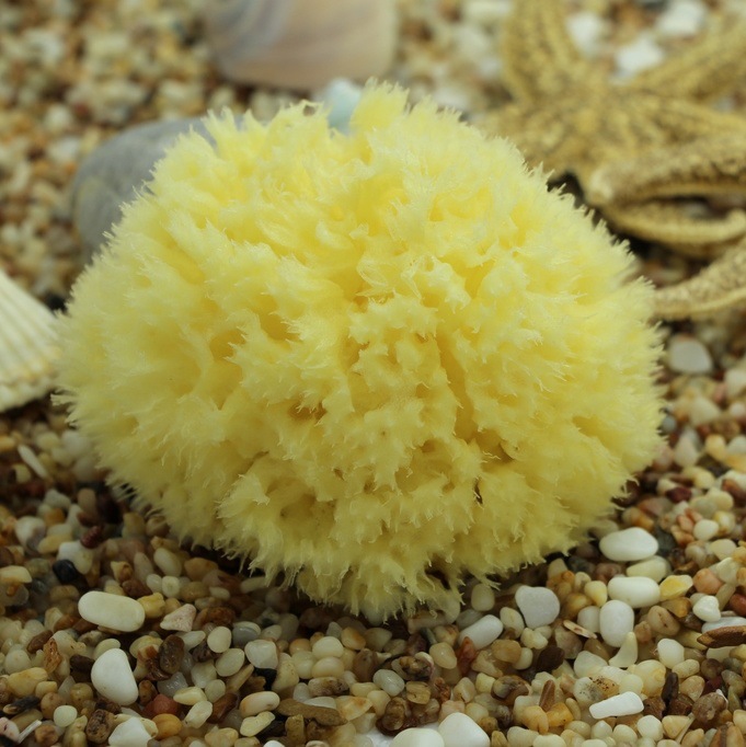 【丑丑】希腊天然海绵卡琳玛诺岛蜂窝海绵海藻绵宝宝成人洗澡浴球