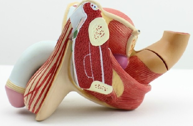 厂家 男性殖生器系统模型可拆4部件 睾丸模型 计划生育模型模具