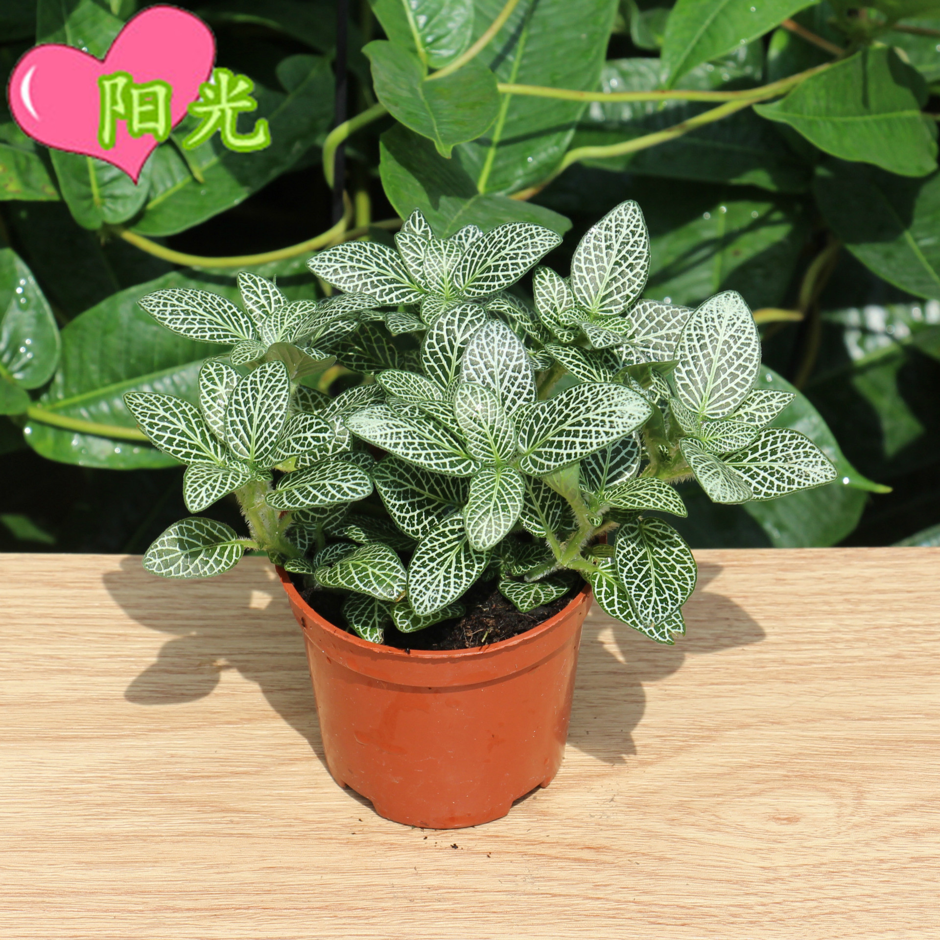 A80网纹草白天使 (1)