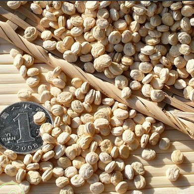 人参 人参籽 人参子 人参种子打粉泡水 一件代发