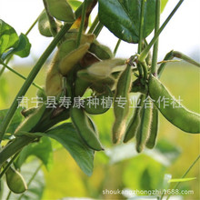 鲜毛豆价格_今日最新鲜毛豆价格行情走势