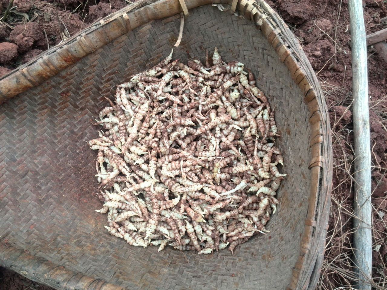 专业批发 新鲜地环 甘露子 宝塔菜 新鲜无泥沙 无腐烂 质.