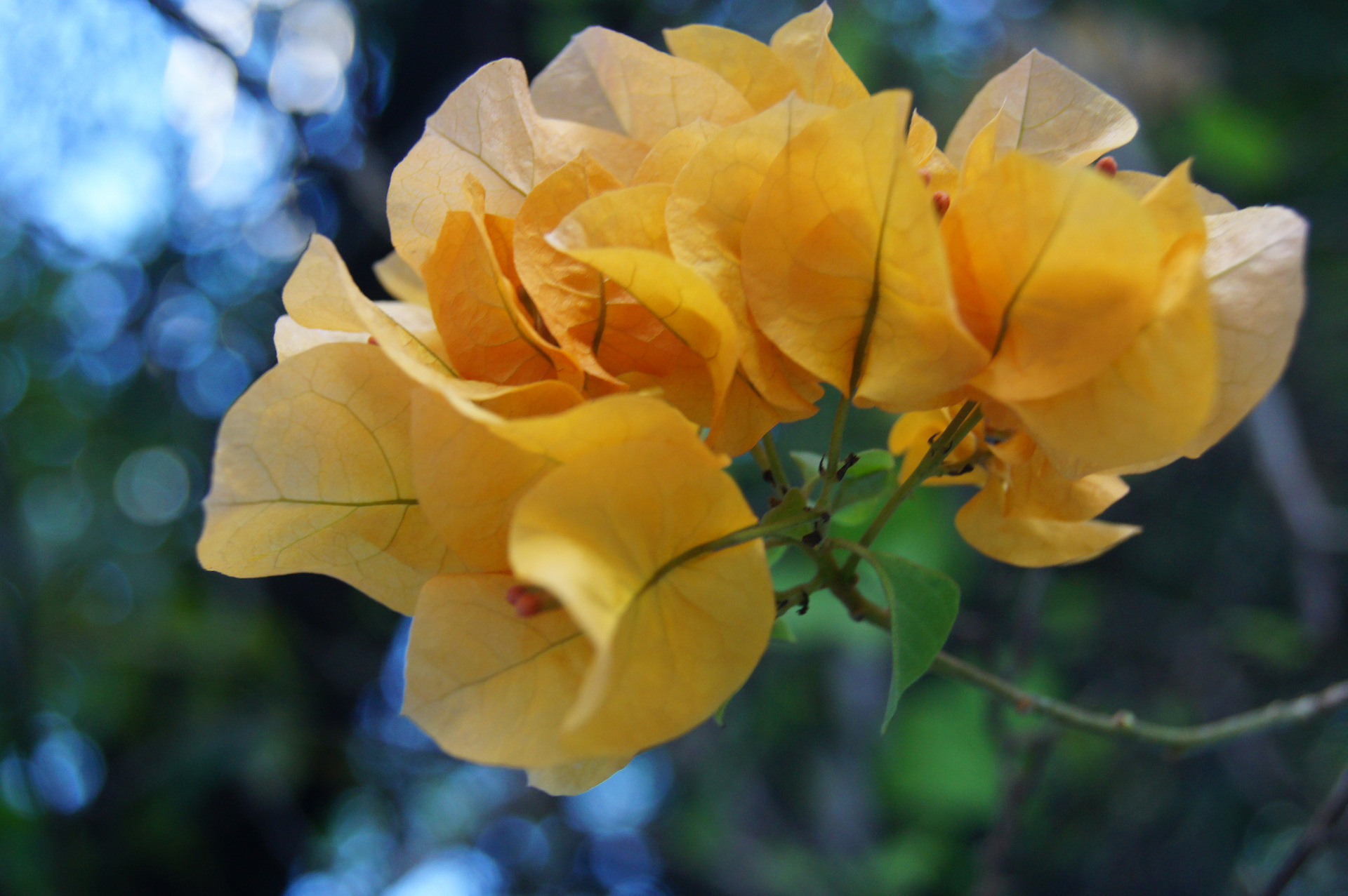 黄衣三角梅盆栽花苗 珍品重瓣三角梅盆栽 爬藤攀援花卉绿植1