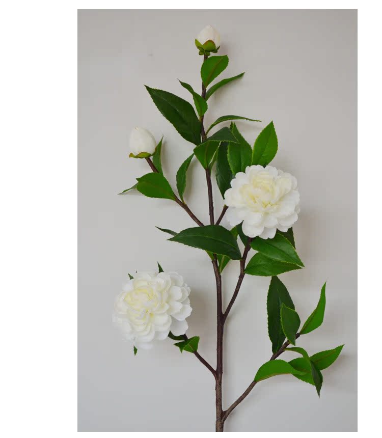 1-9白色大枝山茶花