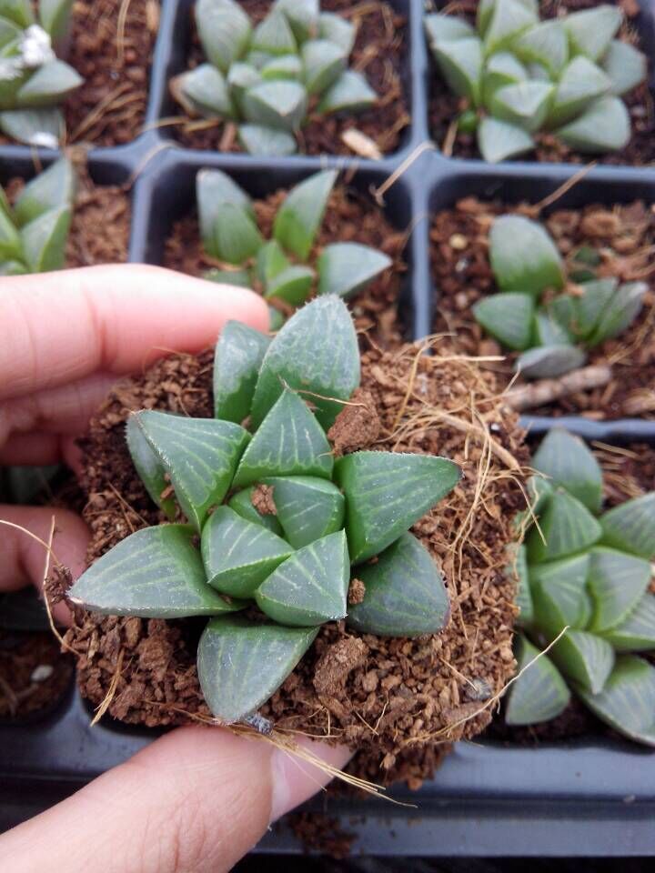 康氏寿多肉植物批康氏十二卷23cm韩国进多肉植物