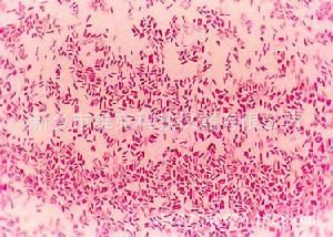 大肠杆菌涂片 生物切片 动物类 高中生物玻片 显微镜用