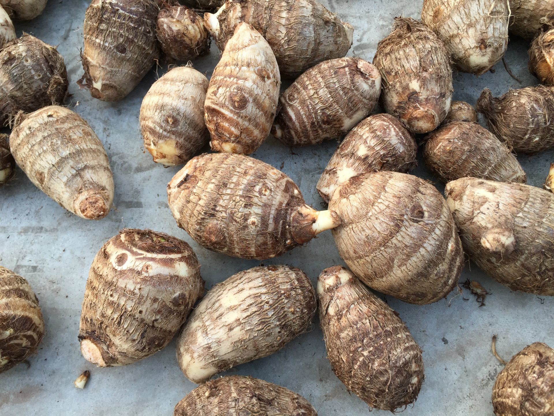 大田食品供应出口 加拿大风干芋头 新鲜蔬菜批发销售 优级芋头 - 蔬菜