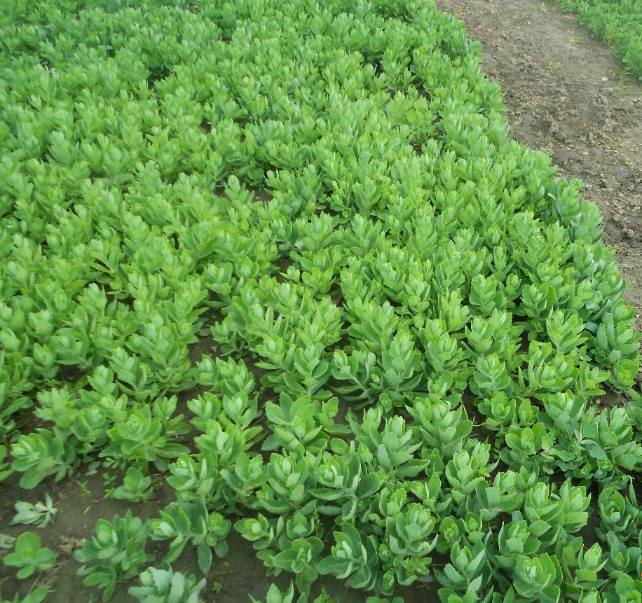 专业生产 德国景天 净化空气地被植物 耐寒地被植物