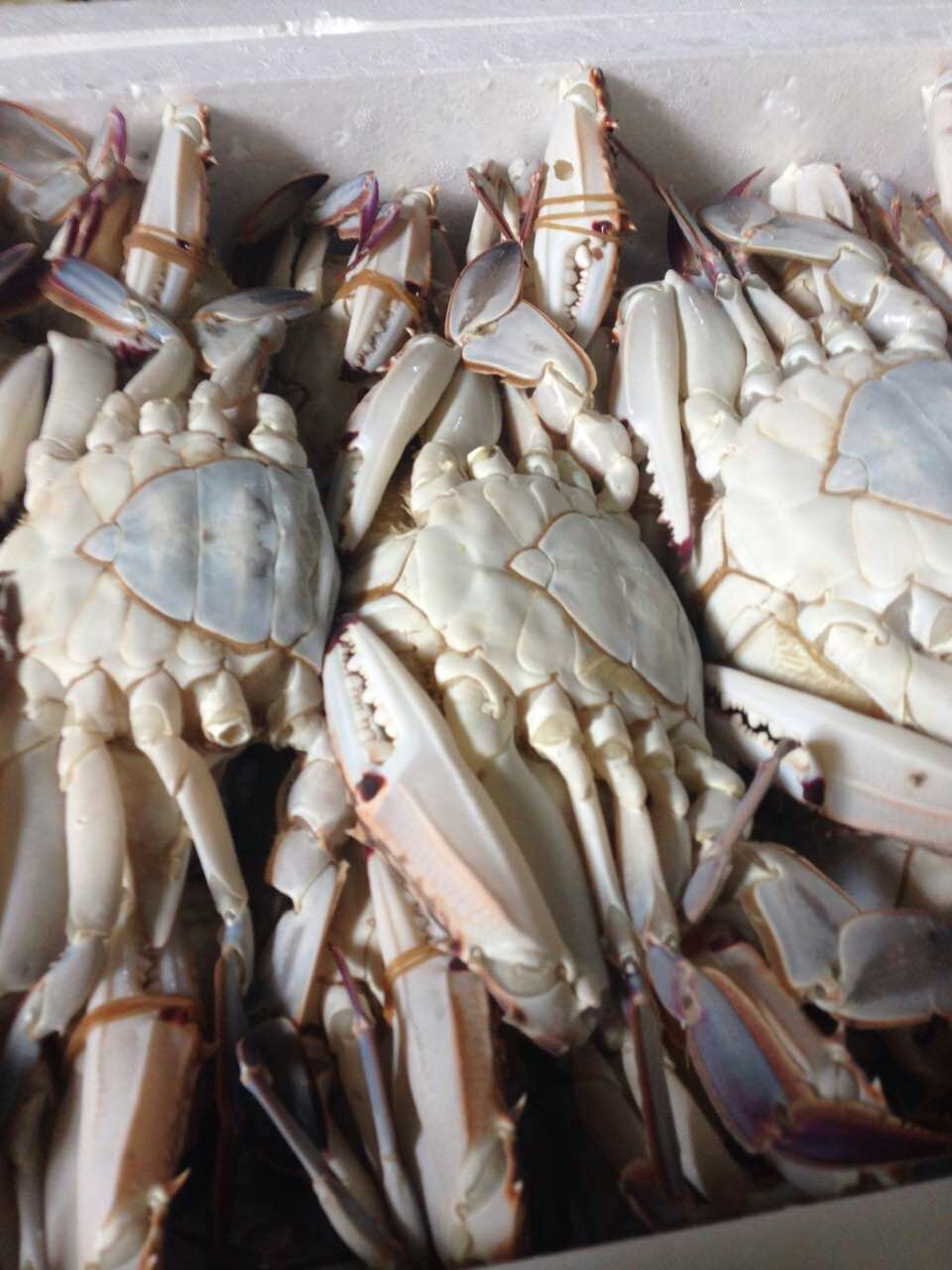 精选新鲜海梭 冷冻梭子蟹 速冻蟹块 切蟹 家庭酒店 海产品批发